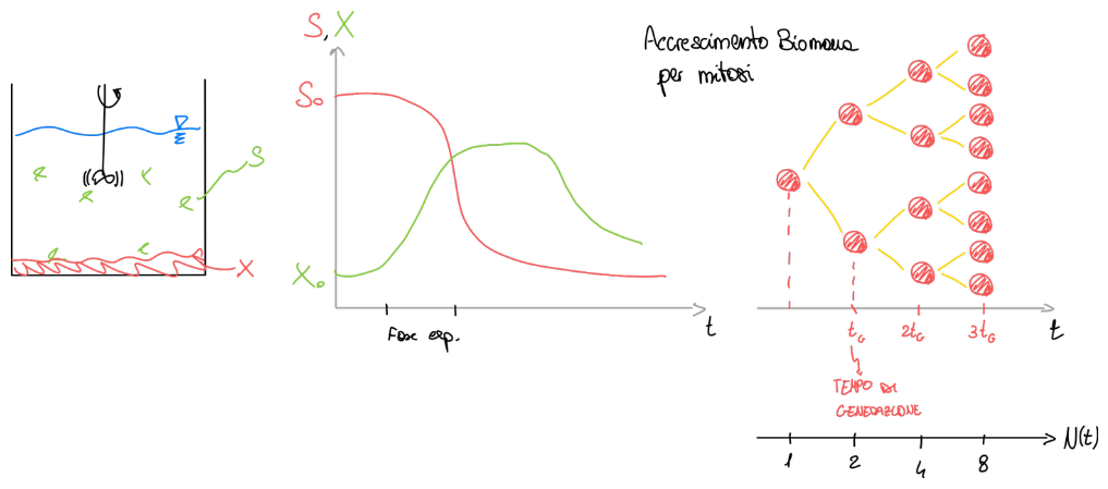 10. Processi Biologici 2024-01-23 15.57.57.excalidraw.png