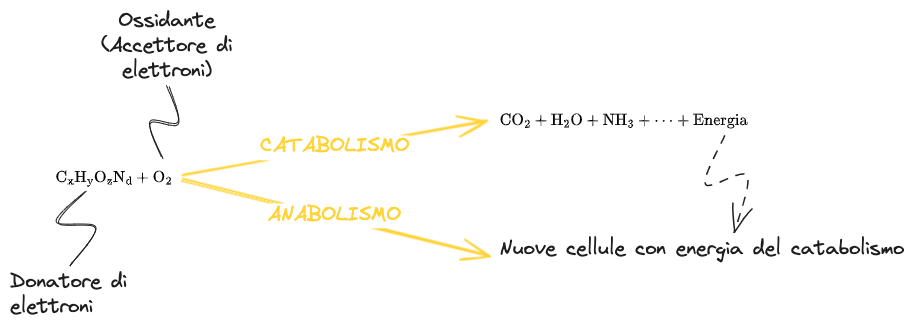 Anabolismo e Catabolismo - 04. Parametri di caratterizzazione delle acque 2023-11-07 12.12.33.excalidraw.png